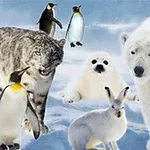 Các loài động vật sống ở vùng cực bao gồm gấu bắc cực, báo tuyết, hải cẩu con, chim cánh cụt và thỏ trắng trên nền băng tuyết