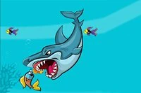 Cá mập này đang rất đói!