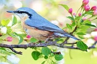 Tìm tất cả các điểm ẩn trên ảnh Chim