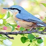 Chim có lông màu xanh và nâu đứng trên cành cây với hoa hồng xung quanh