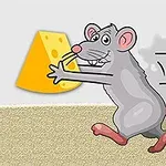 Chuột xám đang chạy và ôm một miếng pho mát vàng lớn