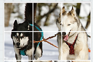 Hai chú chó Husky đang chạy trên tuyết với dây kéo buộc vào dây đeo trên lưng