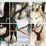 Hai chú chó Husky đang chạy trên tuyết với dây kéo buộc vào dây đeo trên lưng